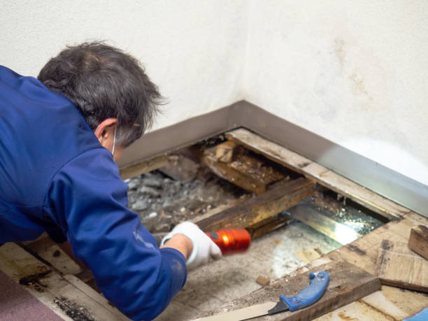 Best Basement Mold Remediation in Forks, WA