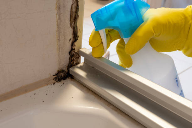 Best Basement Mold Remediation in Forks, WA