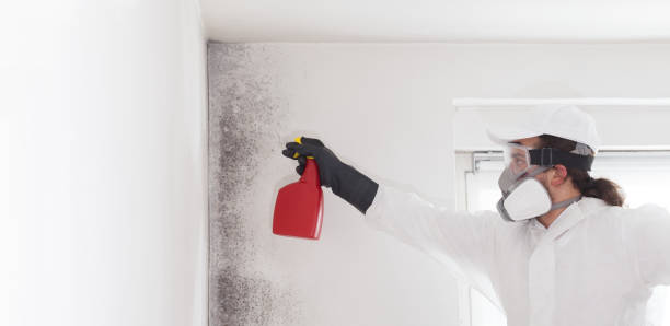 Best Post-Flood Mold Remediation in Forks, WA