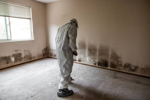 Best Insurance-Related Mold Remediation in Forks, WA