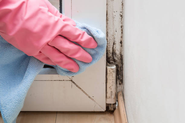 Best Emergency Mold Remediation in Forks, WA