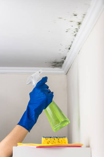 Best Preventive Mold Services in Forks, WA